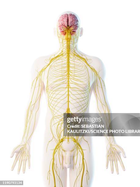 male nervous system, illustration - human nervous system stock illustrations