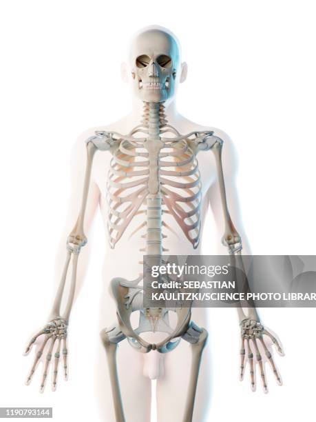 upper body bones, illustration - male anatomy stock illustrations