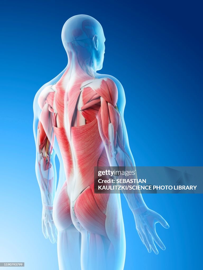 Male Back Muscles Illustration High-Res Vector Graphic - Getty Images