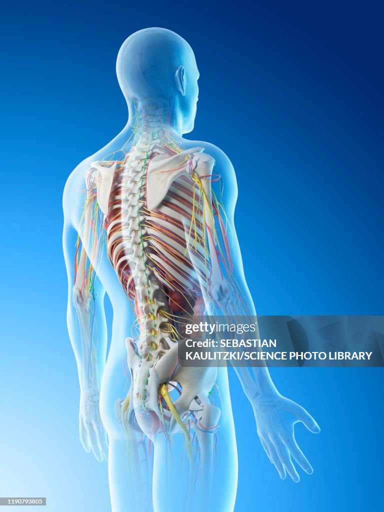 Back Anatomy Layers at Spencer Burley blog