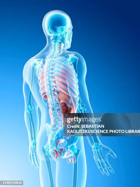 male anatomy, illustration - human anatomy organs back view stock illustrations