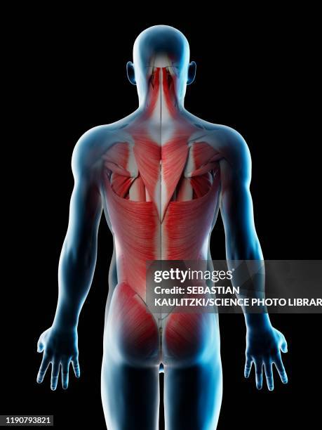 male back muscles, illustration - human anatomy organs back view stock illustrations