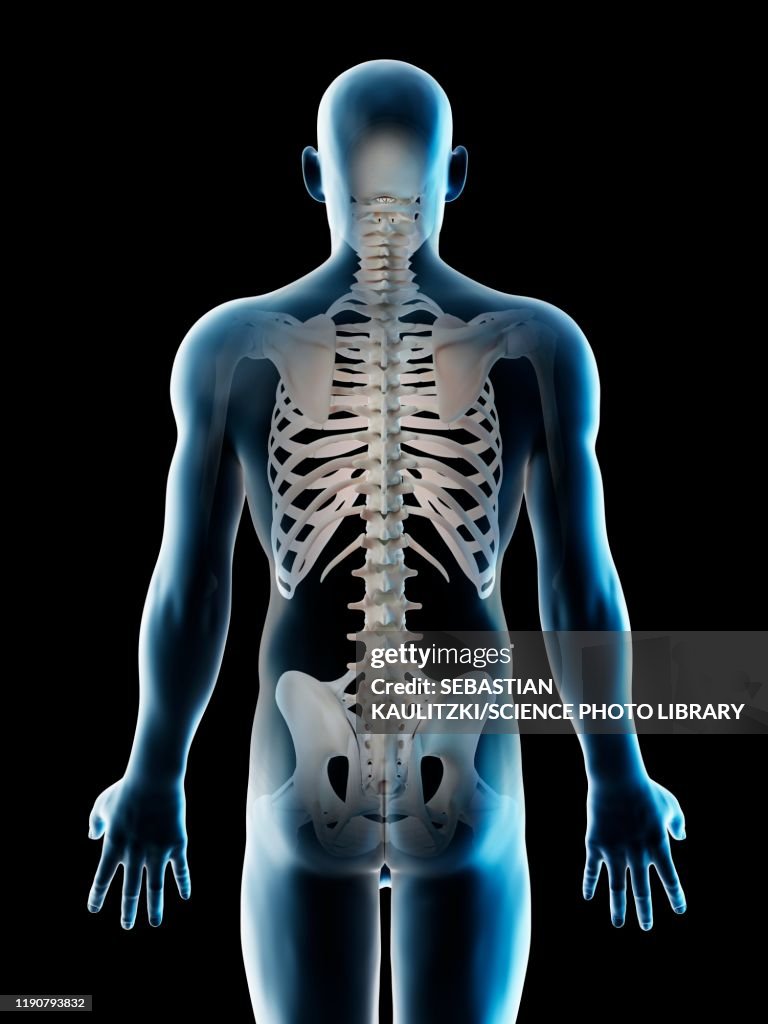 Back Bone Set Back Bones Illustration High-Res Vector Graphic - Getty Images