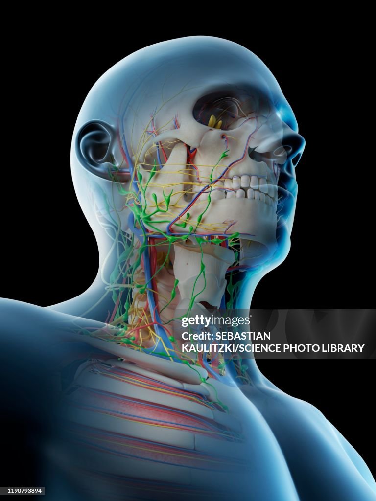 Head And Neck Anatomy Illustration High Biology Diagrams