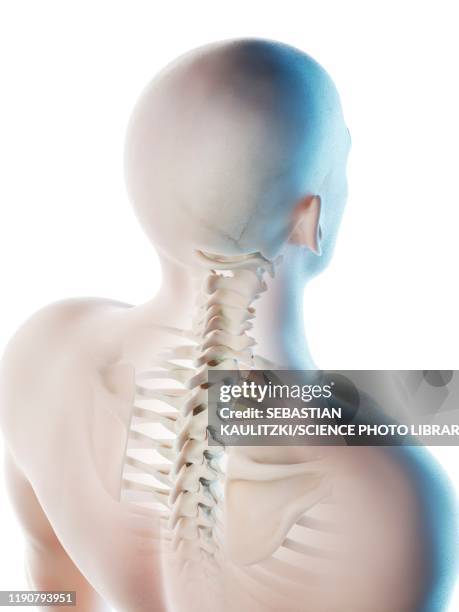 neck bones, illustration - man back head stock illustrations
