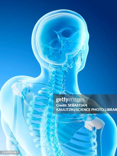 neck bones, illustration - man back head stock illustrations