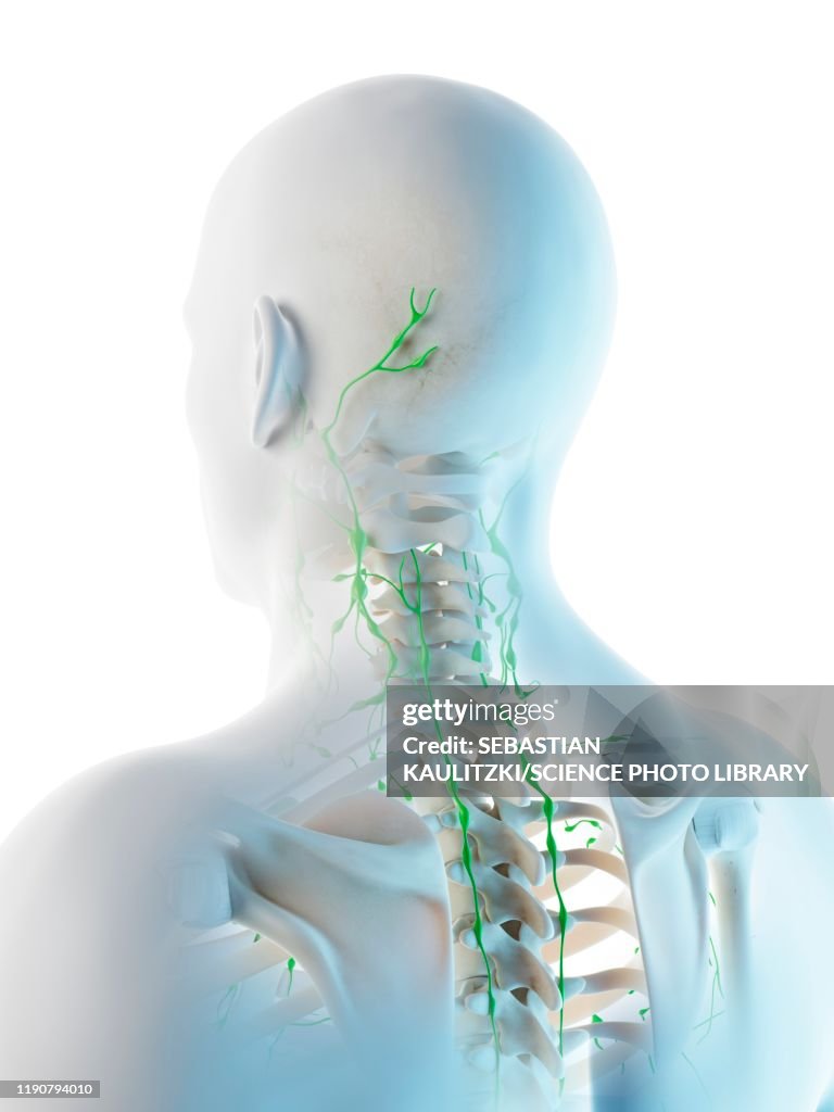 Lymph nodes of the head and neck, illustration