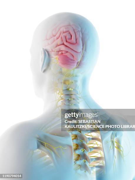 male brain, illustration - human anatomy organs back view stock illustrations