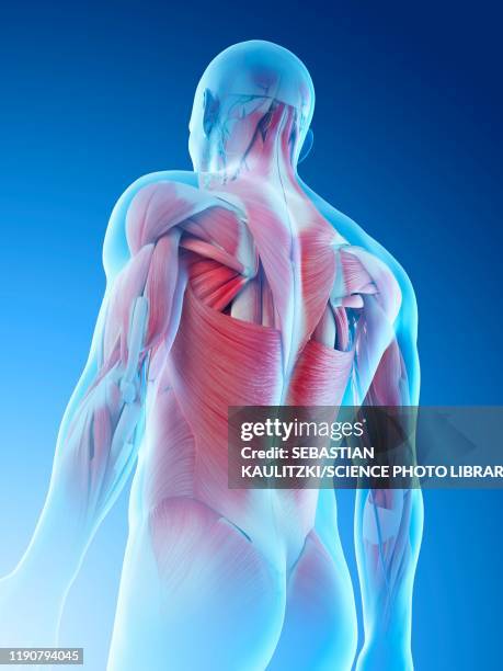 male back muscles, illustration - 人の筋肉点のイラスト素材／クリップアート素材／マンガ素材／アイコン素材
