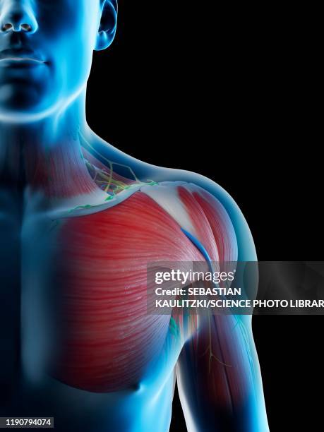 male shoulder anatomy, illustration - muscle illustration stock illustrations