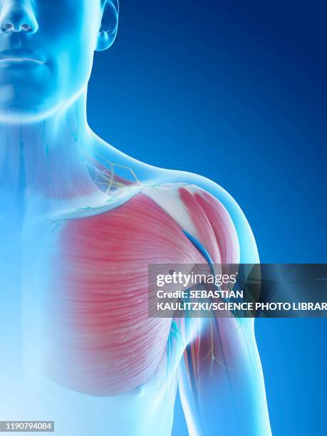 Shoulder Stack 4,122 Anatomy Of Shoulder Stock Photos, High-Res Pictures, and Images ...
