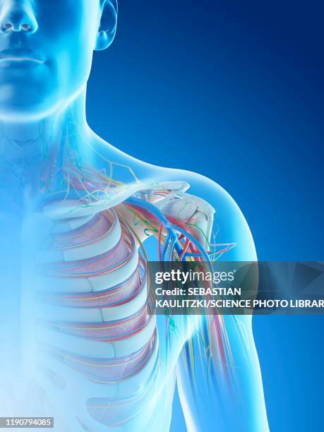 Shoulder Frame Male Shoulder Anatomy Illustration High-Res Vector Graphic - Getty Images