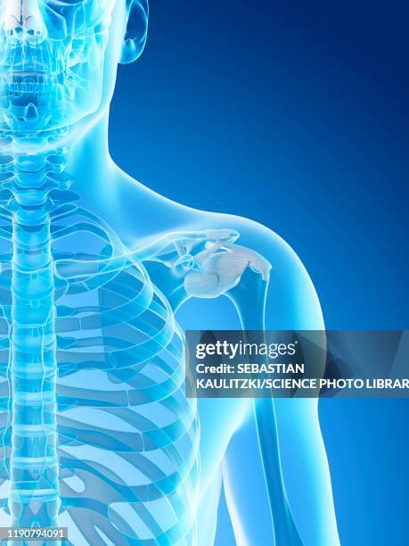 ilustrações de stock, clip art, desenhos animados e ícones de shoulder bones, illustration - úmero