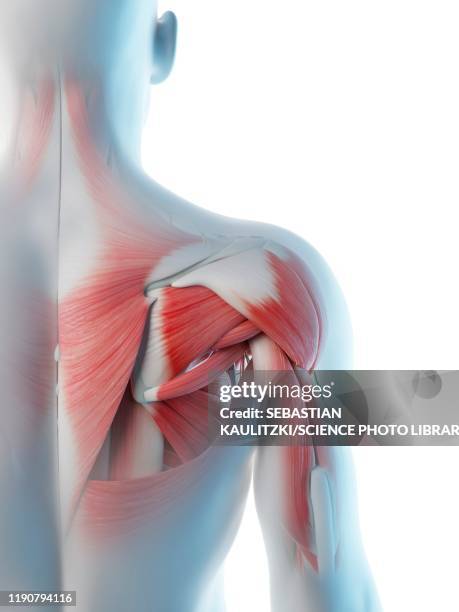 male shoulder anatomy, illustration - scapula stock illustrations