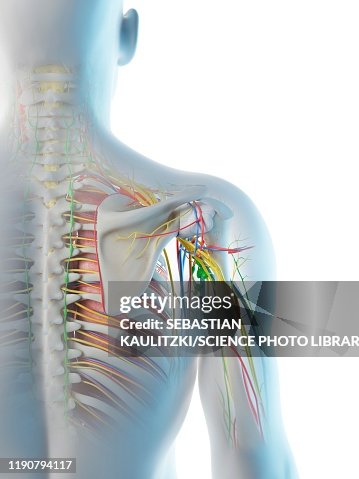 Shoulder Frame Male Shoulder Anatomy Illustration High-Res Vector Graphic - Getty Images