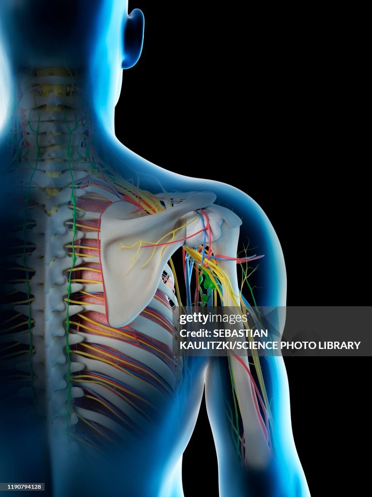 Shoulder Frame Male Shoulder Anatomy Illustration Stock-Illustration - Getty Images