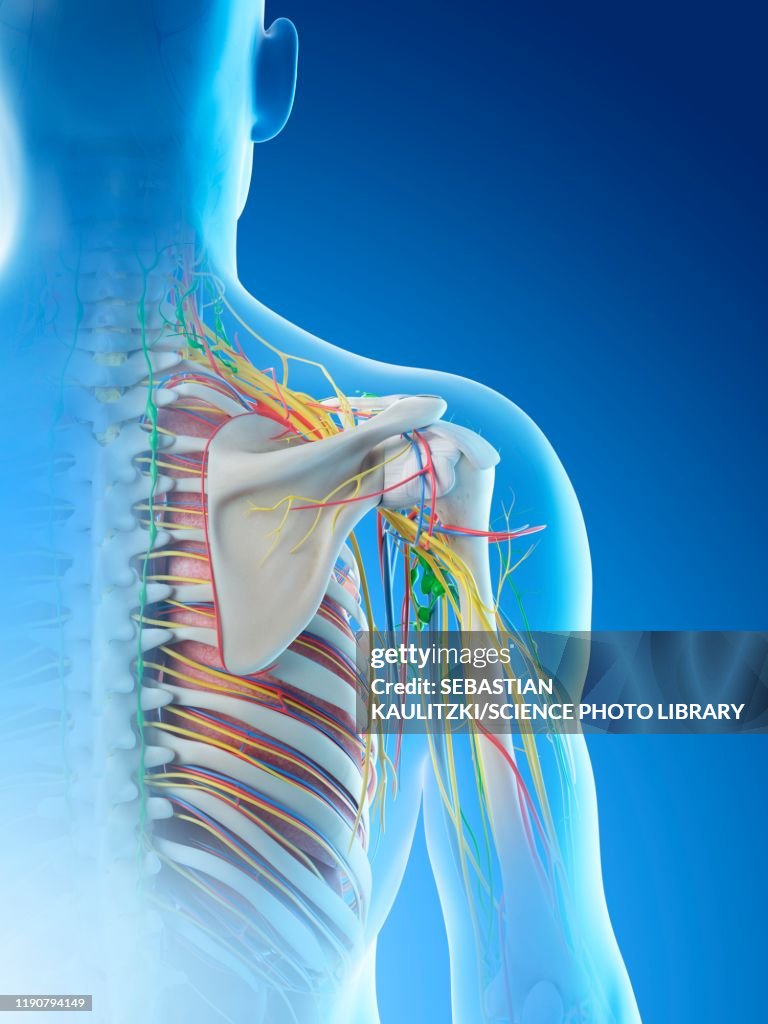 Shoulder Frame Male Shoulder Anatomy Illustration High-Res Vector Graphic - Getty Images