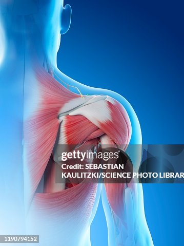 Shoulder Frame Male Shoulder Anatomy Illustration High-Res Vector Graphic - Getty Images