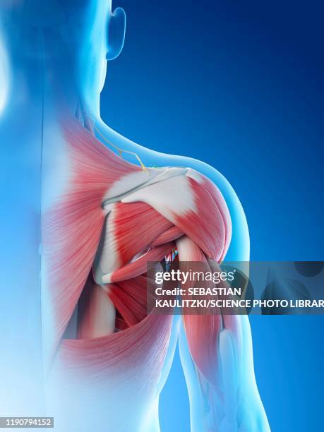 male shoulder anatomy, illustration - shoulder anatomy stock illustrations