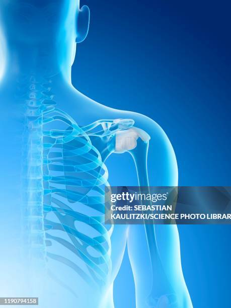 shoulder bones, illustration - human anatomy organs back view stock illustrations