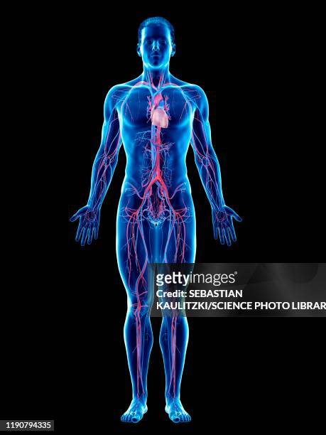 vascular system, illustration - human body part stock-grafiken, -clipart, -cartoons und -symbole