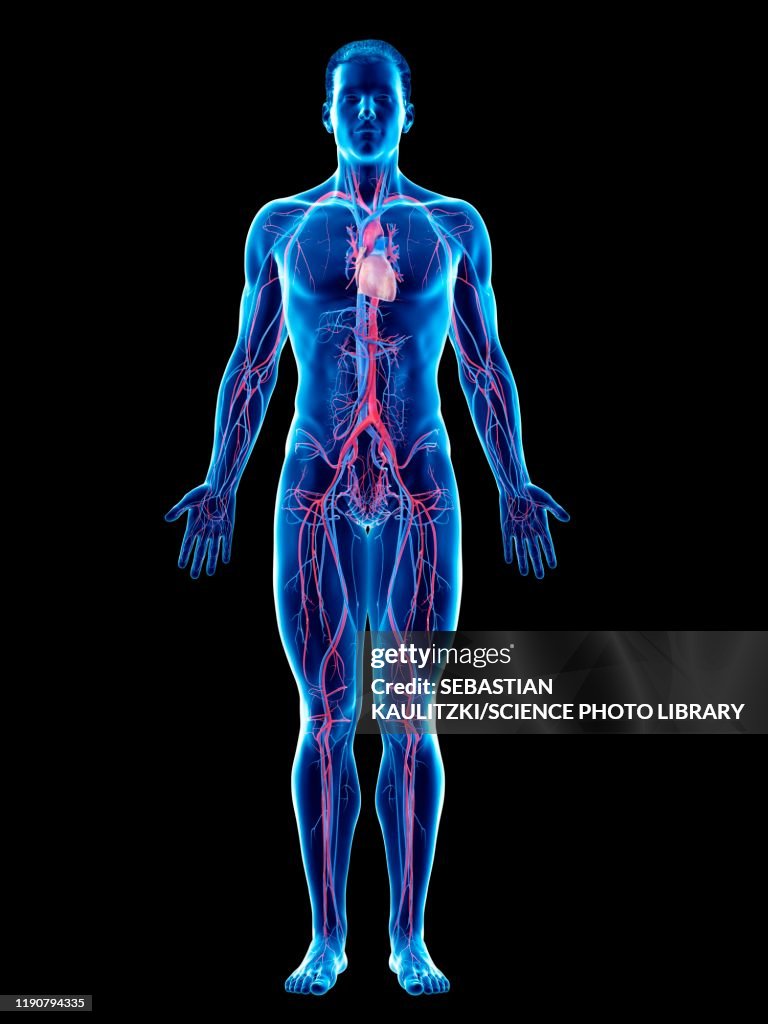 Extravascular System Vascular System Illustration Ilustración de stock - Getty Images