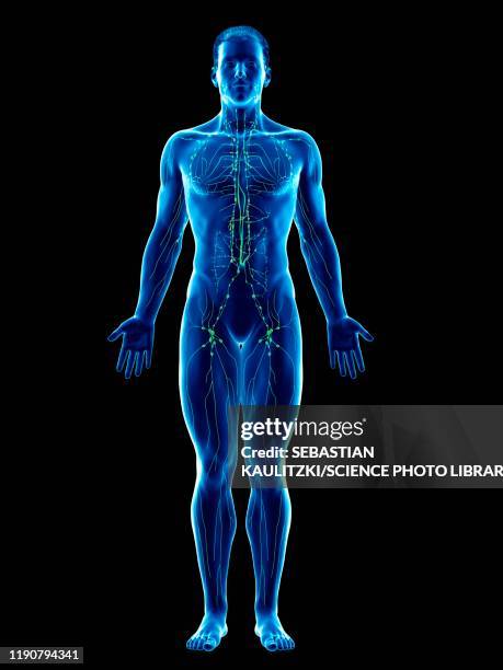 ilustraciones, imágenes clip art, dibujos animados e iconos de stock de lymphatic system, illustration - sistema inmune humano