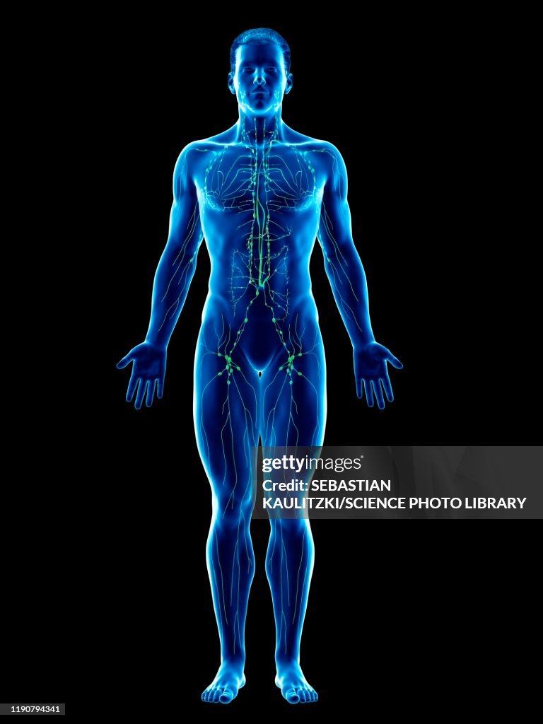 Lymphatic System Illustration High-Res Vector Graphic - Getty Images