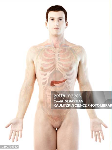 pancreas anatomy, illustration - male anatomy stock illustrations