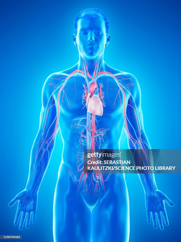 Extravascular System Vascular System Illustration High-Res Vector Graphic - Getty Images