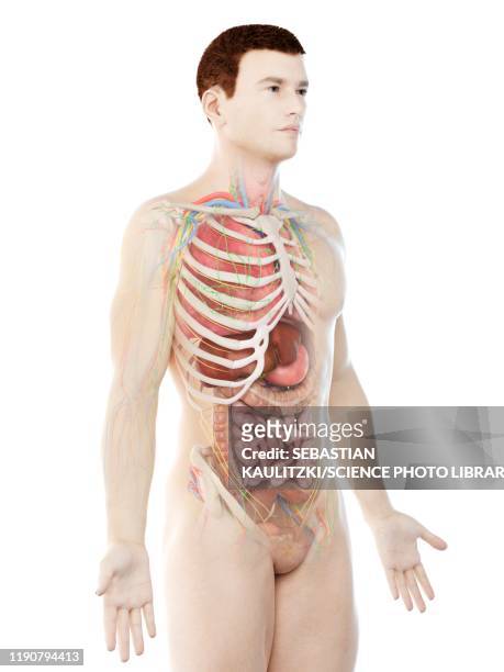 male anatomy, illustration - animal body part stock illustrations