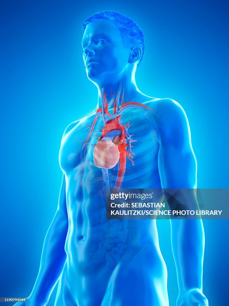 Extravascular System Vascular System Illustration High-Res Vector Graphic - Getty Images