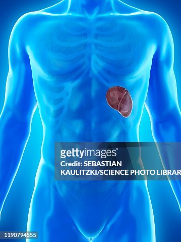 Spleen Illustration High-Res Vector Graphic - Getty Images