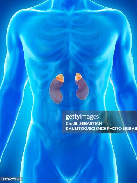 bildbanksillustrationer, clip art samt tecknat material och ikoner med adrenal glands, illustration - adrenal gland