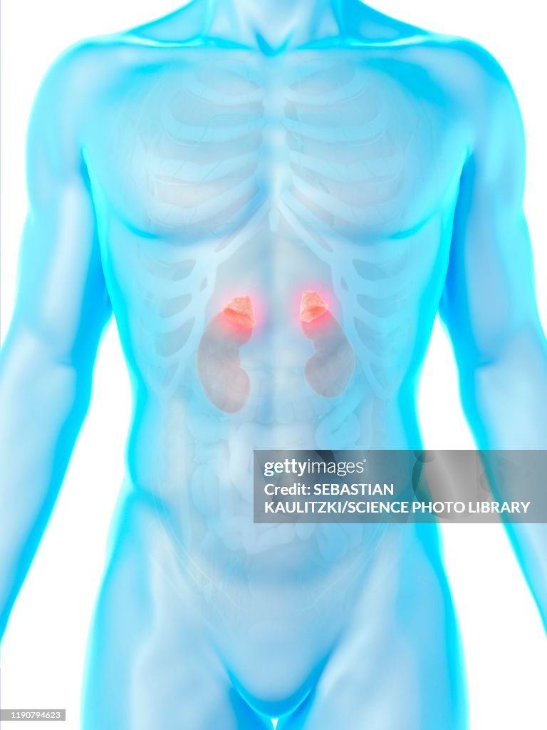 Kidney anatomy, illustration