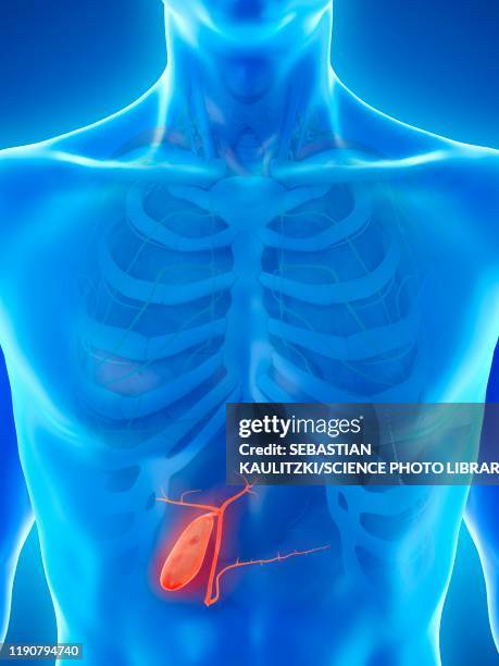 gallbladder, illustration - gall bladder stock illustrations