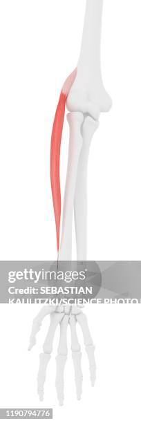 extensor carpi radialis longus muscle, illustration - extensor carpi radialis longus stock illustrations