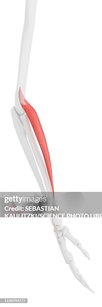 Extensor carpi radialis longus muscle, illustration