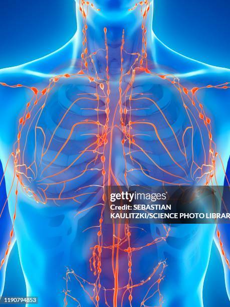 lymphatic system, illustration - immune system 幅插畫檔、美工圖案、卡通及圖標