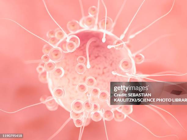 Fertility Red Red Sperm Photos and Premium High Res Pictures - Getty Images