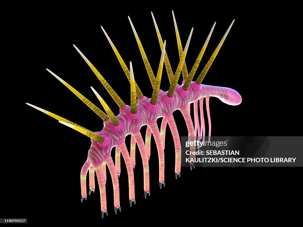 Hallucigenia marine invertebrate, illustration