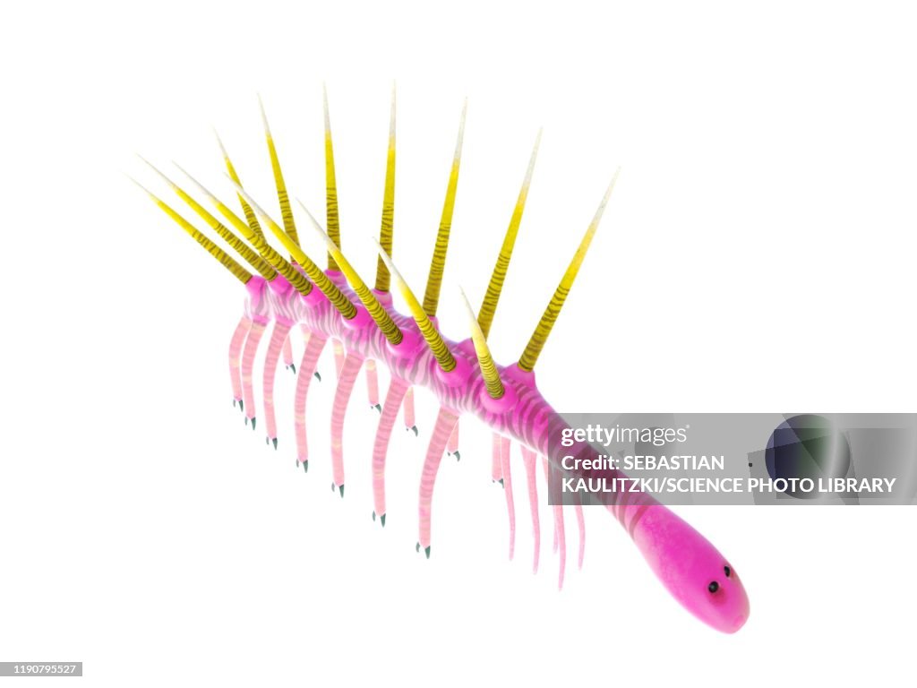 Hallucigenia marine invertebrate, illustration