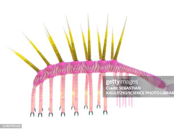 hallucigenia marine invertebrate, illustration - hallucigenia stock illustrations