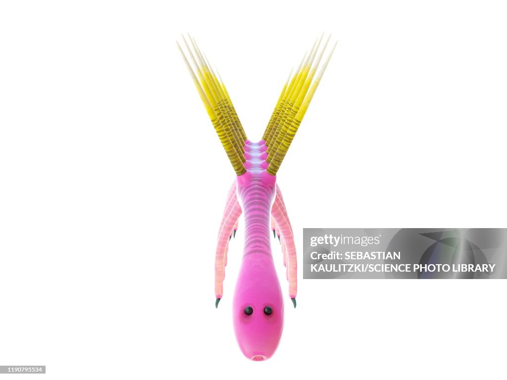 Hallucigenia marine invertebrate, illustration