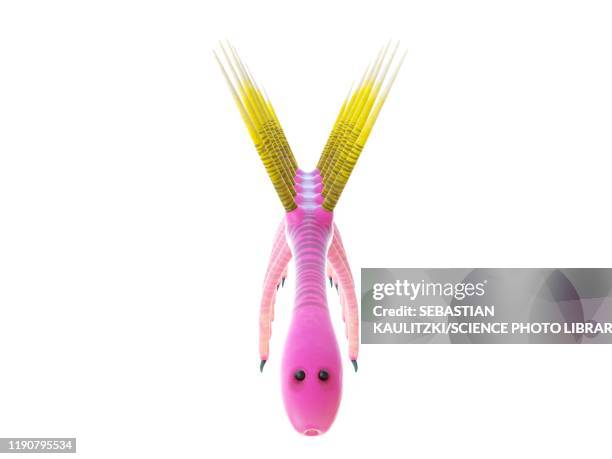 hallucigenia marine invertebrate, illustration - hallucigenia stock illustrations