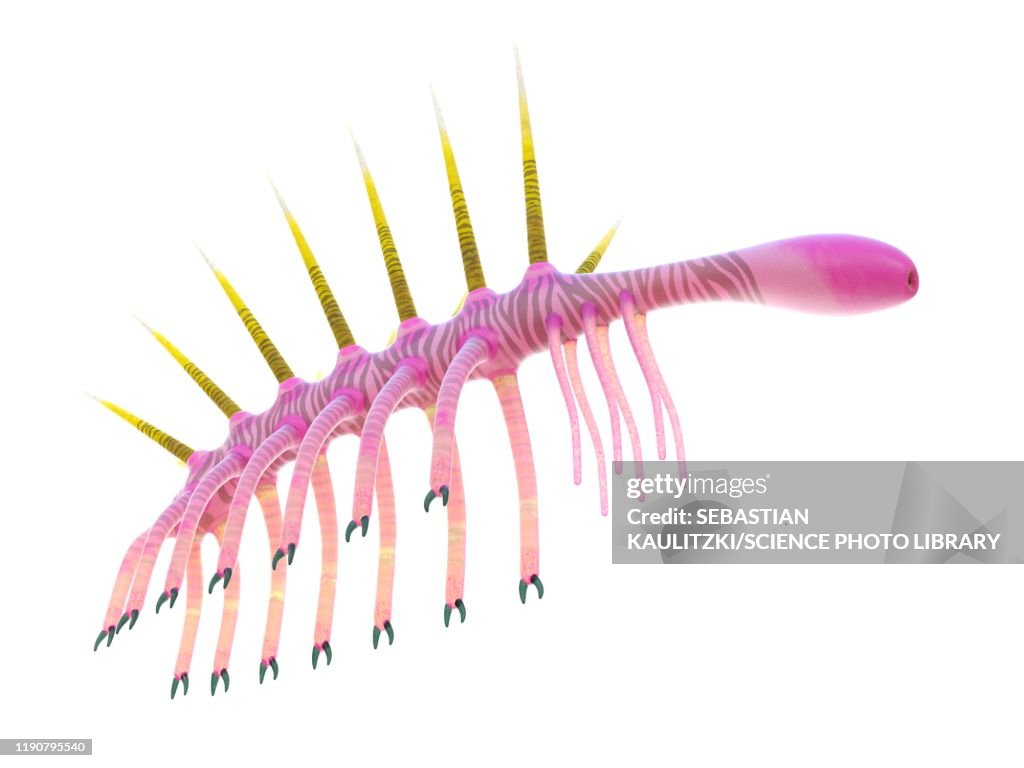 Hallucigenia marine invertebrate, illustration