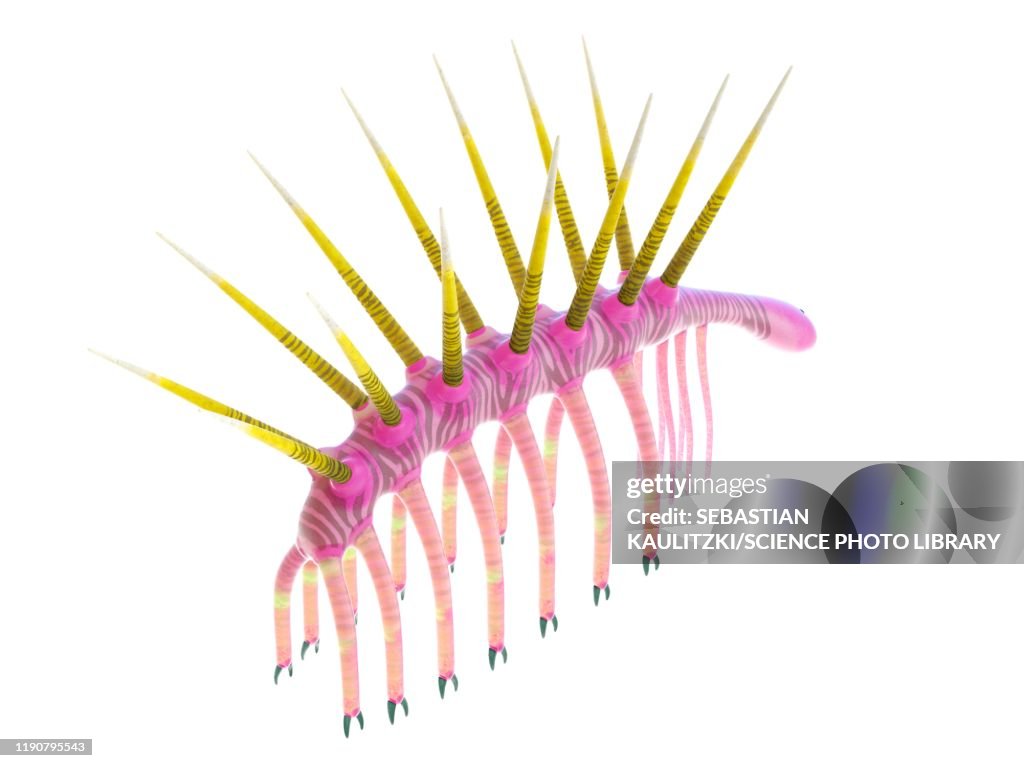 Hallucigenia marine invertebrate, illustration