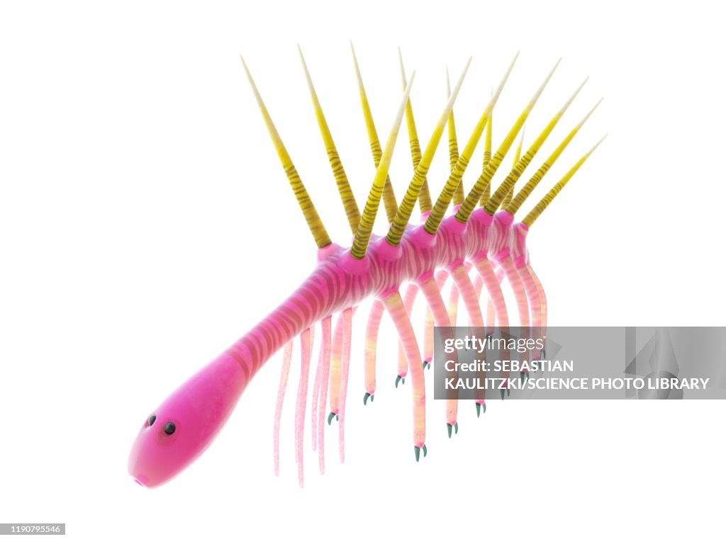 Hallucigenia marine invertebrate, illustration