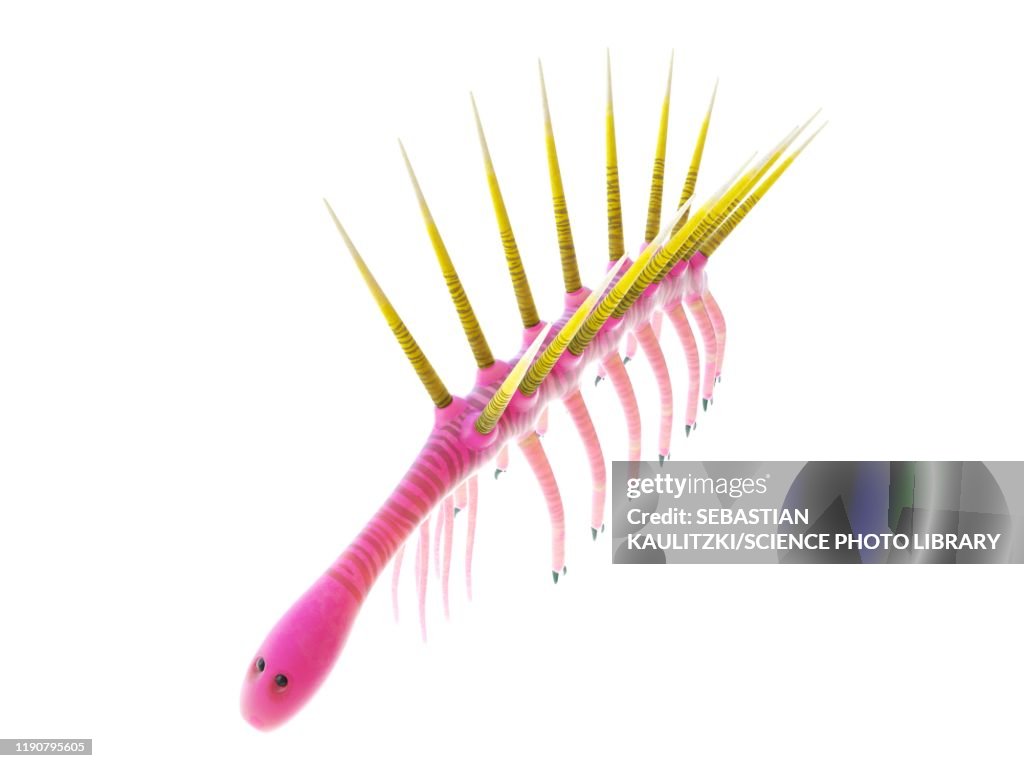 Hallucigenia marine invertebrate, illustration