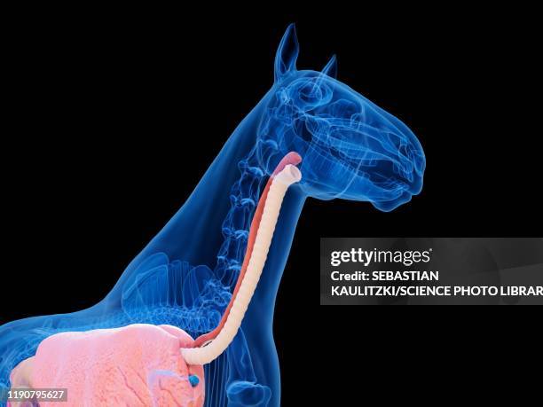 horse anatomy, illustration - horse digestive system stock illustrations